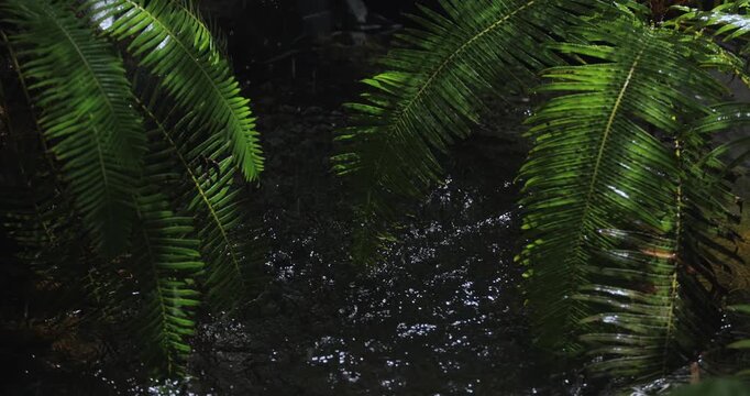 Green Cycad Fronds over a Dark Rain-Splashed Stream