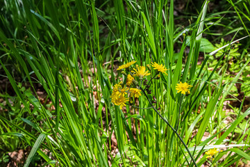 Delicate yellow wildflowers bloom amidst lush green grass in a sunlit meadow © Діма Осташук