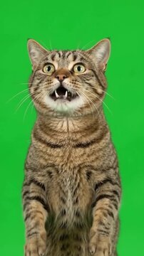 Funny Cat Standing on Two Legs Screaming and Dancing Meme Animation on Green Screen Background