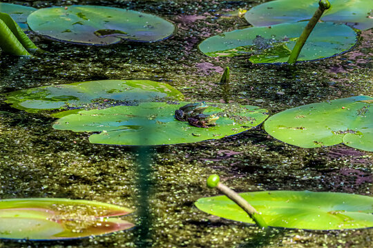 Two frogs mating on a lily pad in a pond with murky water