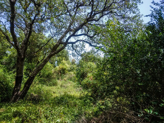 Fototapeta premium Majestic ancient oak tree stands tall with sprawling textured branches amidst a vibrant dense mediterranean forest filled with lush green foliage under bright summer sunshine rays
