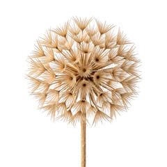Fototapeta premium Dried allium flower head isolated on a white background
