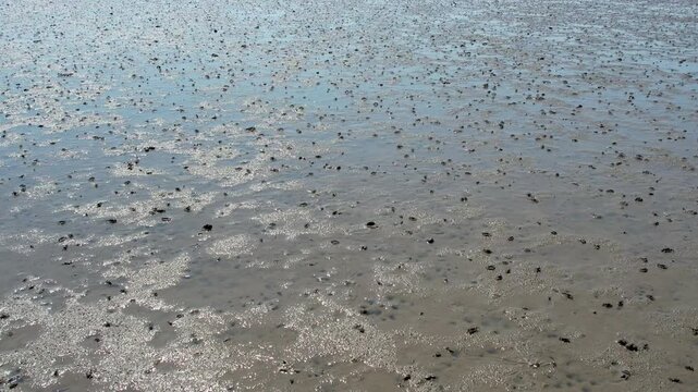 Tidal flats on the west coast of Korea and small crabs foraging for food_02