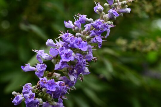 chaste tree (vitex agnus castus) flowers. Lamiaceae deciduous shrub, It produces small, pale purple, lip-shaped flowers in spikes from summer through autumn.