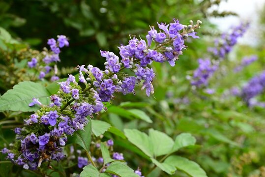 chaste tree (vitex agnus castus) flowers. Lamiaceae deciduous shrub, It produces small, pale purple, lip-shaped flowers in spikes from summer through autumn.