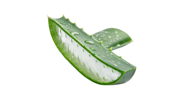 Two slices of fresh green organic aloe vera leaf isolated on transparent background.