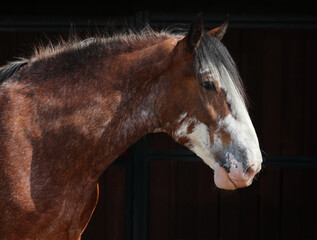 Clydesdale harness horse portrait in farm © horsemen
