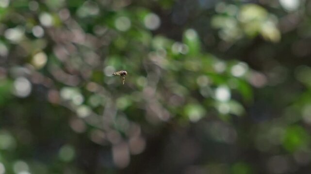 Super Slow Motion of Hoverfly Hovering, Rubbing Legs, and Flying Away