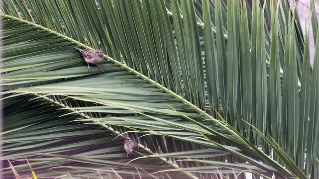 Two house sparrows perch on a green palm frond