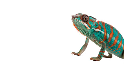 Small green exotic chameleon lizard animal on transparent background © Jack