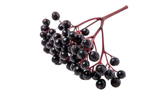 Branch of fresh black elderberry berries with stalk isolated on transparent background.