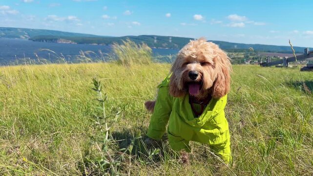 Cute curly brown dog in a protective jumpsuit walking in a summer field with a scenic view