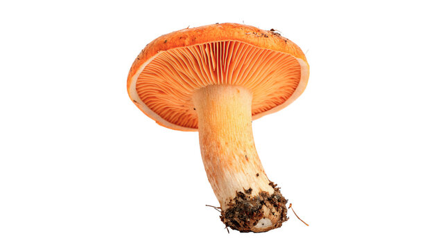 Single wild orange lactarius deliciosus saffron milk cap isolated on transparent background.