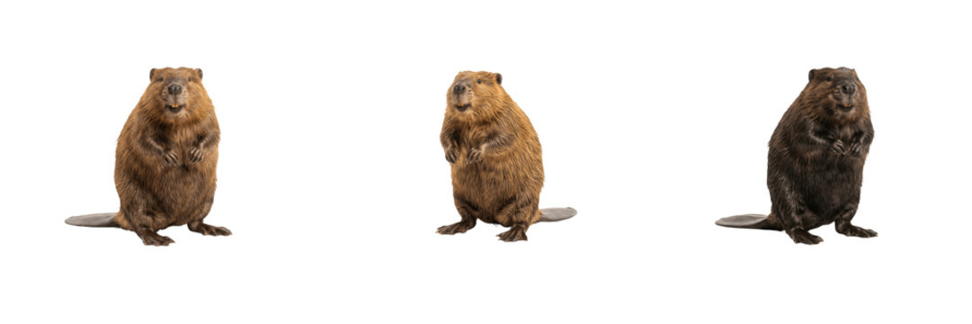 Set of Three Cute Beavers Isolated on White Background High-Resolution PNG Graphic Design Asset Featuring Brown and Dark Rodents Standing Upright for Wildlife and Nature Conservation Projects   