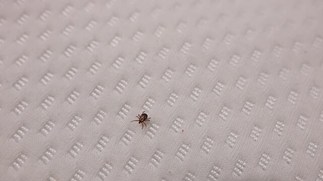 Close up view of a small tick crawling on a white textured fabric of bed, showing the tiny parasitic arachnid in detail.