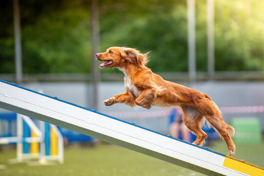 Cute spaniel dog running up an agility ramp