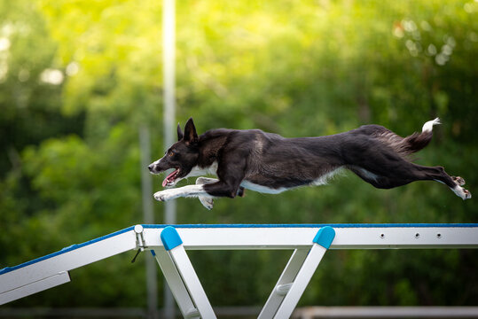 Energetic border collie flying through an agility course