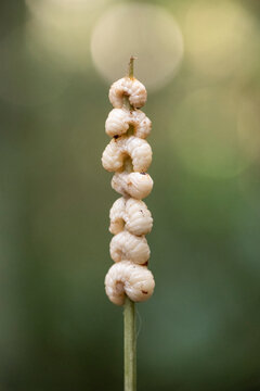 Cooking inaj&aacute; palm tree nut worms in green amazon rainforest