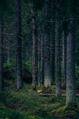 Fototapeta premium Thick evergreen trees in a mysterious dark forest