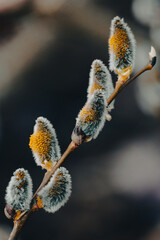 Fuzzy pussy willow catkins blooming on a branch © Cavan