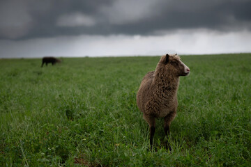 Single brown sheep in a pasture under stormy skies © Cavan