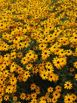 Dense field of yellow black eyed susan flowers
