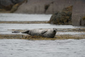 Harbor seal resting on seaweed in ocean habitat © Cavan