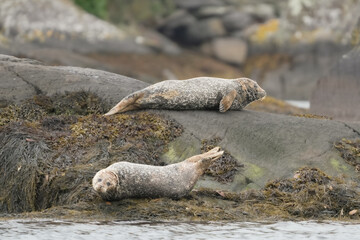 Harbor seals resting on mossy rocks near ocean water © Cavan