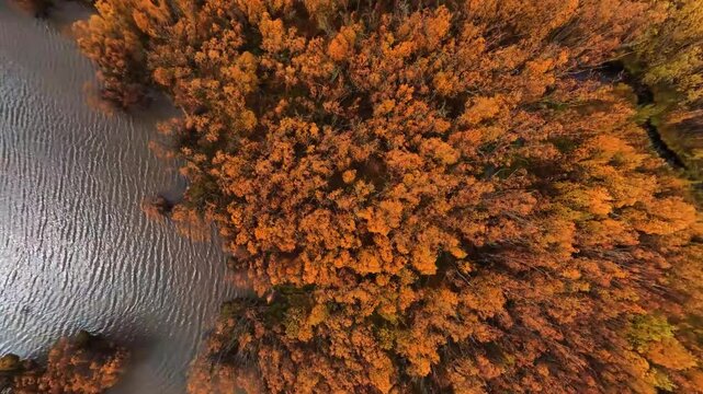 Aerial shots of New Zealand, golden poplar trees on the water in autumn