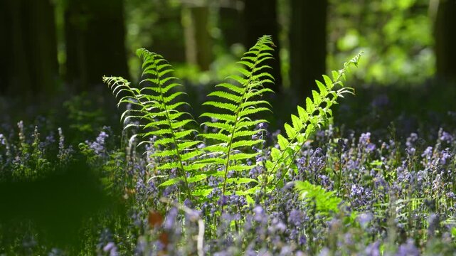 Ferns Rising Above A Carpet Of Bluebells At Hallerbos Forest