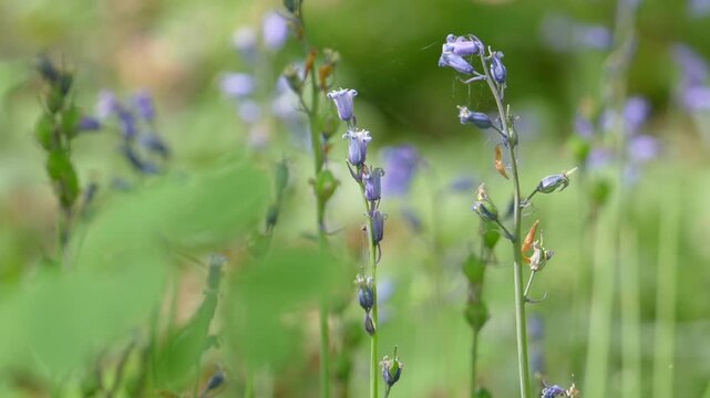 Wild Common Bluebell Flowers Blooming In A Green Spring Woodland