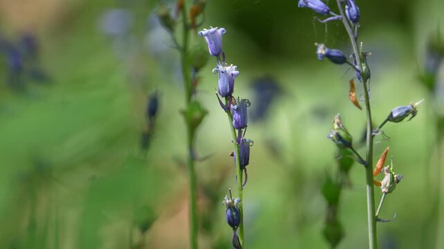 Close Up of Wild Bluebell Flowers in a Spring Woodland at Hallerbos