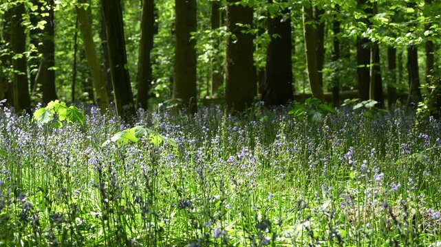 Bulbous Perennial Blooms Of Common Bluebell - Hyacinthoides