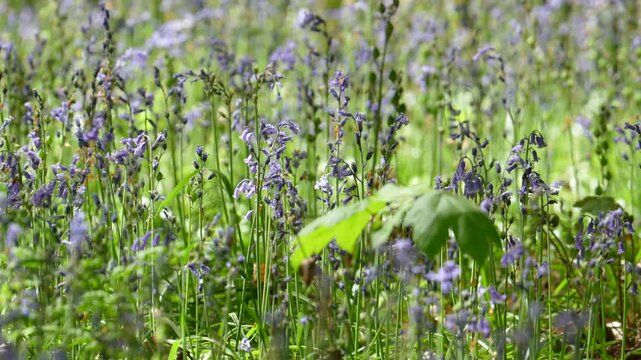 Blooming Bluebells In Hallerbos Forest In Halle Flanders Belgium