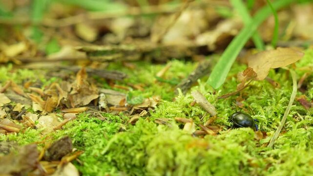 Crawling Woodland Dor Beetle, Earth-boring Dung Beetle In Wild Forest