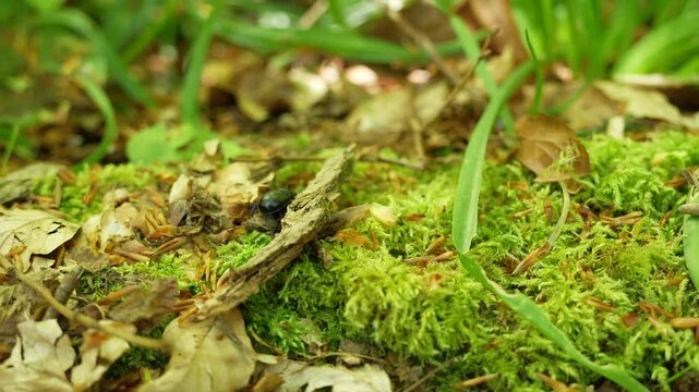 Dung Beetle Anoplotrupes Stercorosus on Mossy Forest Floor and Leaves
