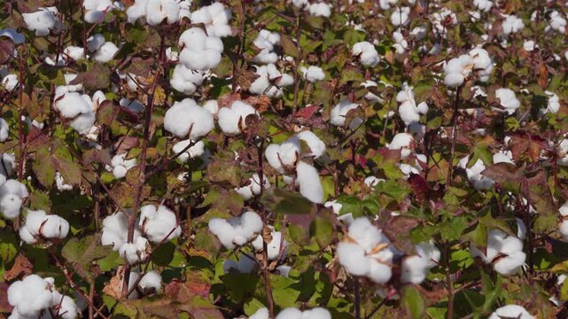 Fluffy White Cotton Flowers Growing In An Agricultural Field