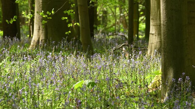 Bluebell Carpet Covering Forest Floor Beneath Tall Trees in Hallerbos