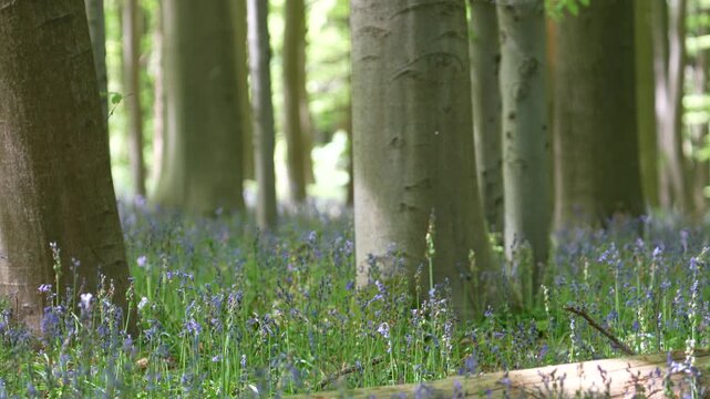 Dense Carpet of Blooming Common Bluebells Covering Forest Floor