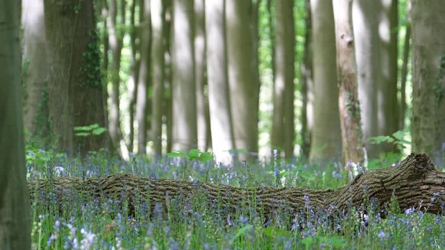 Visitor Walking Through Bluebell Carpet,  Sunlit Trees in Hallerbos