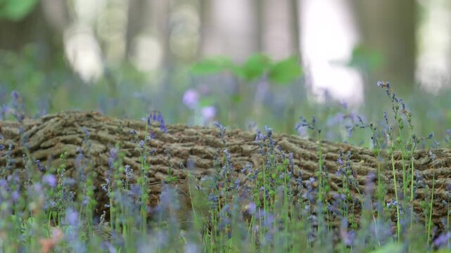 Common Bluebell Flowers Blooming Beside Weathered Tree Trunk