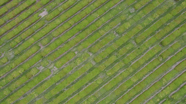 Aerial Crop Orchard Geometric Pattern Seen From Above.