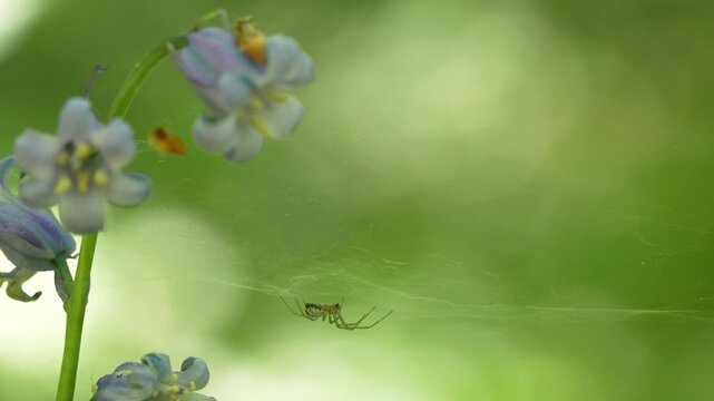 Spider Suspended On Web Anchored To Bluebell Stems In Natural Habitat