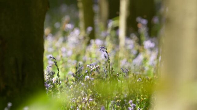 Golden Backlit Wildflower Stems Glowing at Sunset in Hallerbos Forest