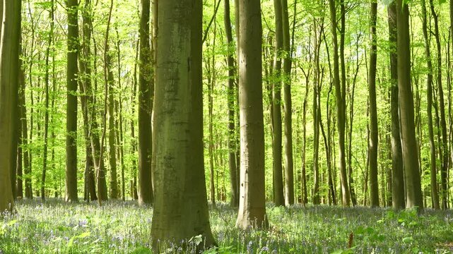 Tall Beech Trees Rising Above Bluebell Carpet at Hallerbos