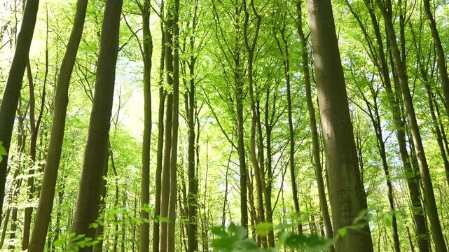 Serene View Of A Morning Light Through Dense Forest Trees