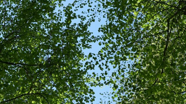 Dense Tree Canopy Against Clear Blue Sky. Low Angle Shot