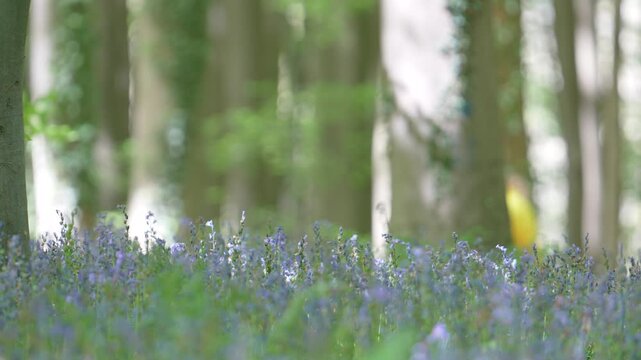 Visitors Walking behind Bluebell Flowers at Hallerbos