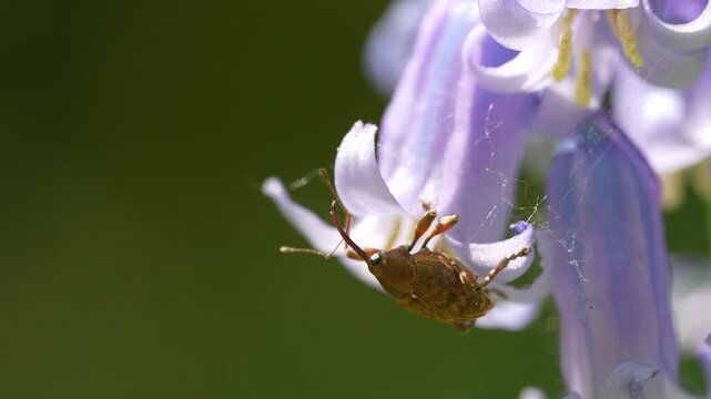 Weevil Resting On Common Bluebell Flower Green Bokeh Background