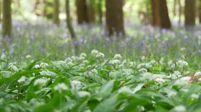 Woodland Floor Covered In Wild Garlic With Common Bluebell Flowers